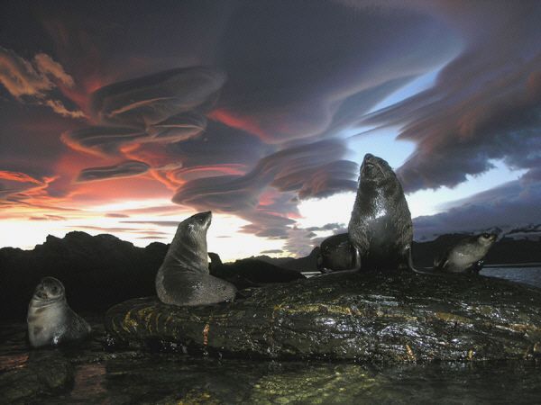 Seals With Lenticular Clouds photo