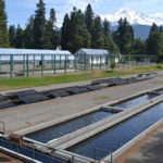 Fish hatchery ponds in foreground with white hatchery buildings in background and Mount Shasta in the distance.