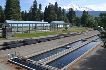 Fish hatchery ponds in foreground with white hatchery buildings in background and Mount Shasta in the distance.