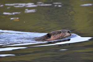 beaver swimming with head at surface of water