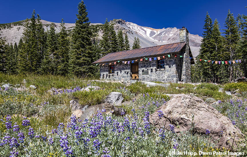 2015 photo of Shasta Alpine Hut at Horse Camp with lupins in foreground in spring 2015 taken by Mike Hupp of Dawn Patrol Images