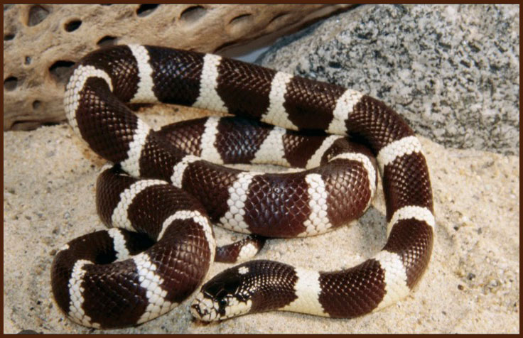 Science Saturday - King Snake